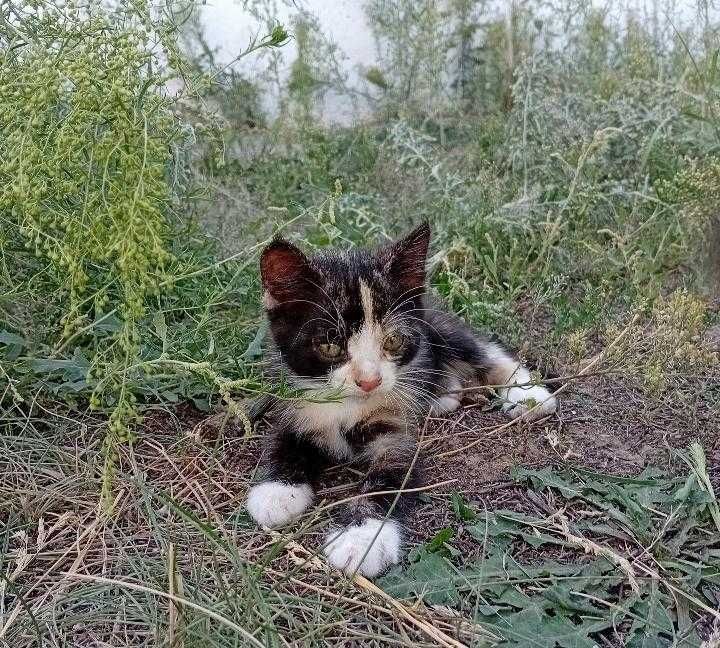 Отдам котят 1,5 месяца