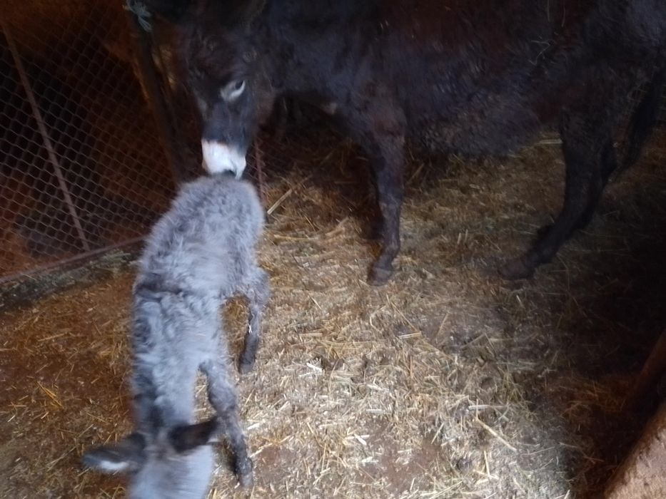 De vânzare Măgăriță cu pui