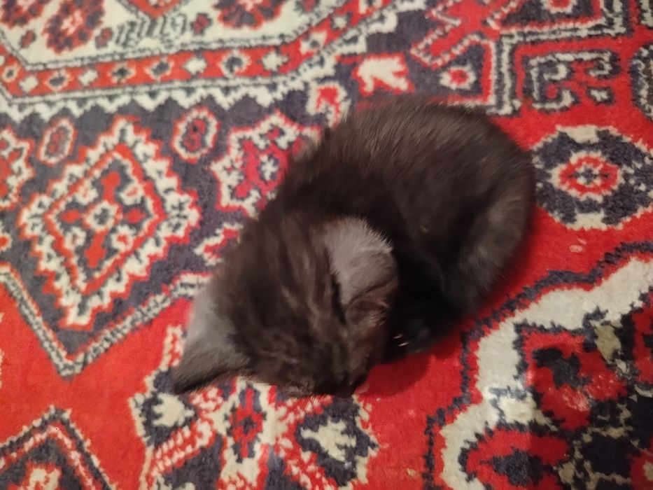 Отдам котят в добрые руки