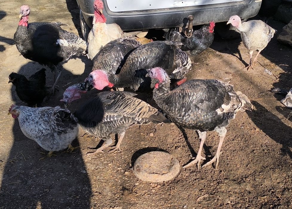 Продават се Пуйки