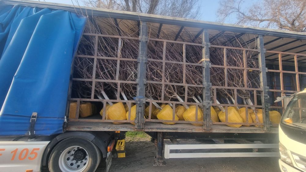 Туи ели гортензии яблони газон