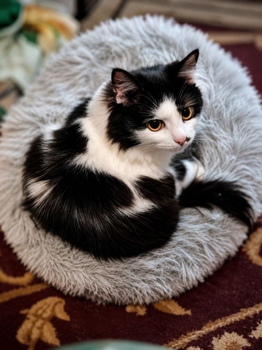 Кот ищет кошечку для вязки