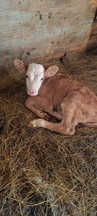 Продам телёнка бычек