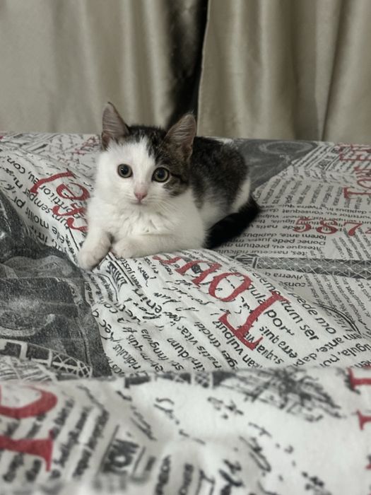 Пушистый комочек счастья ищет дом, маленькая девочка)