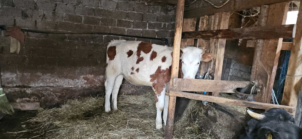 Vitea Simmental de vanzare