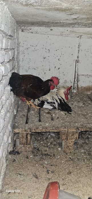 Продавам млади петлета