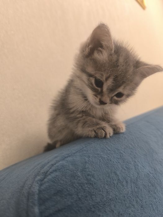 Срочно , продам британского котика