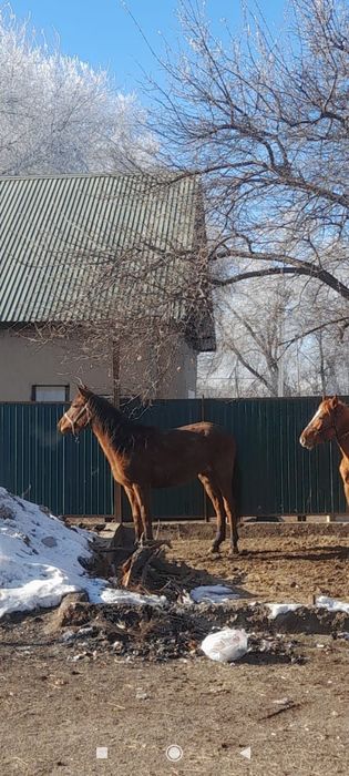 Ұзынағаш жаңақұрлыс