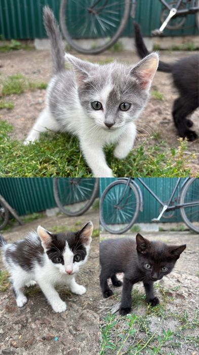 Отдам котят в добрые руки!