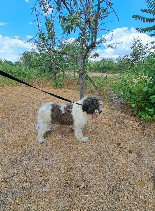 Ciobănesc Mioritic mascul și femela