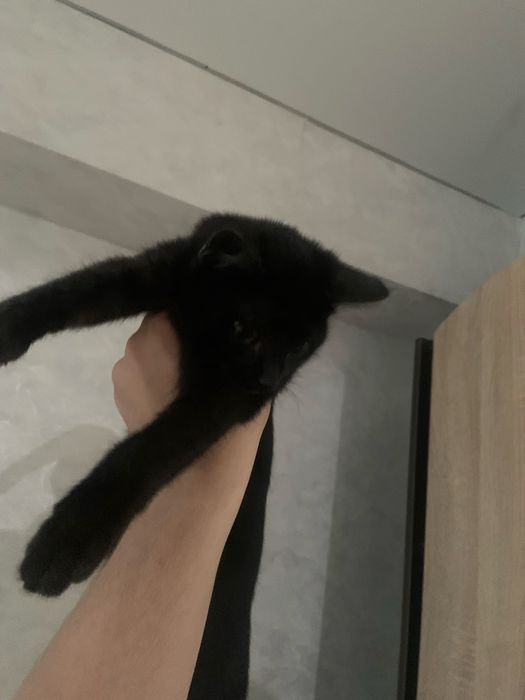 Отдам котенка в добрые руки британская девочка
