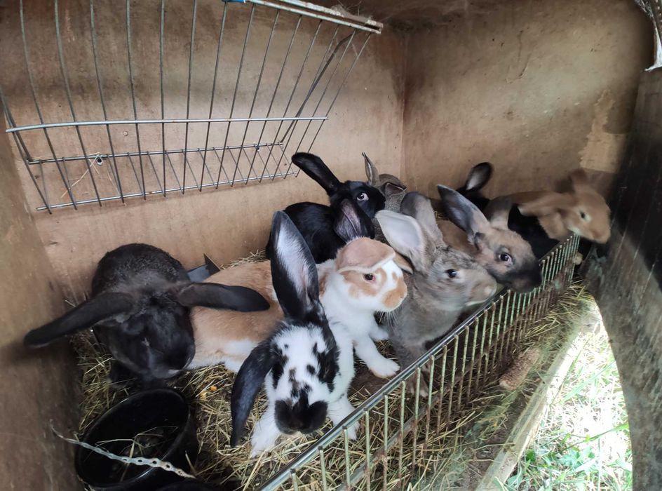 Super oferta : cei mai  buni iepuri la cele mai bune preturi