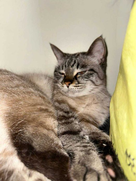 Пропала кошка по кличке Джеси