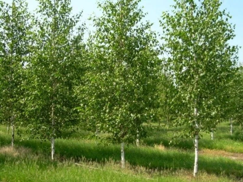 Platani,  copaci ornamentali, tei, mesteacăn, salcie pletoasa