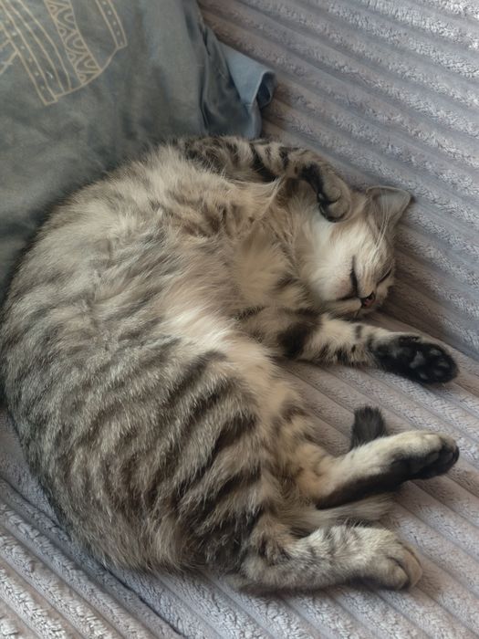 Кошка ищет кота на вязку