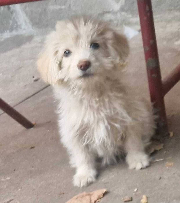 Donez catelusi metis de Bichon