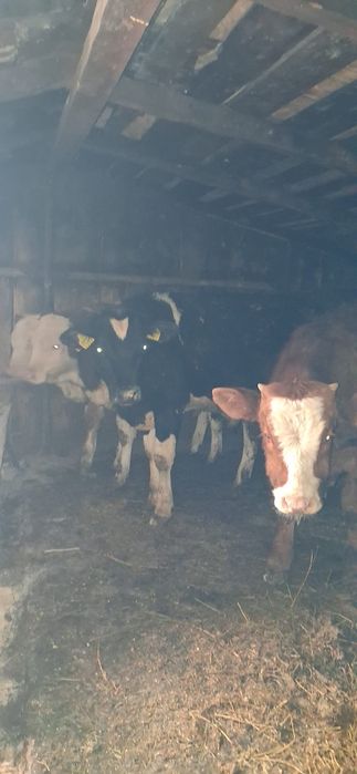 Vând 4 taurasi  intarcati