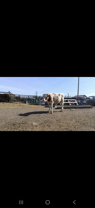 Продам бычков с откорма
