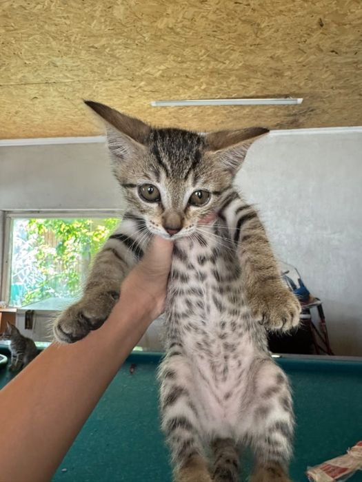 Котята 2 мес, девочки , к лотку приучены