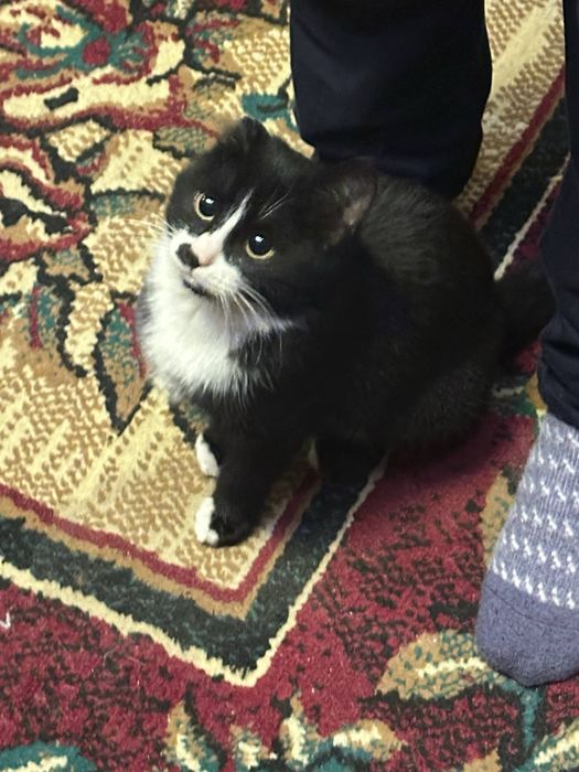 Кошка в поиске любящей семьи