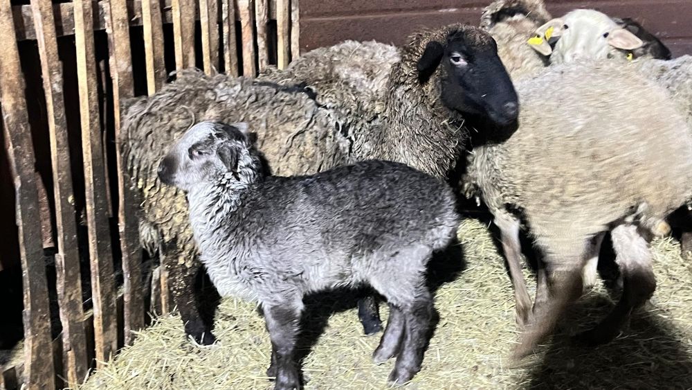 Продам овец с ягнятами