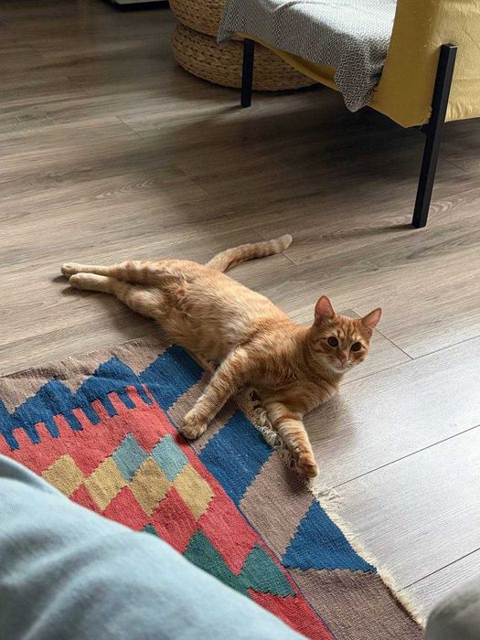 Рыжий котик в добрые руки