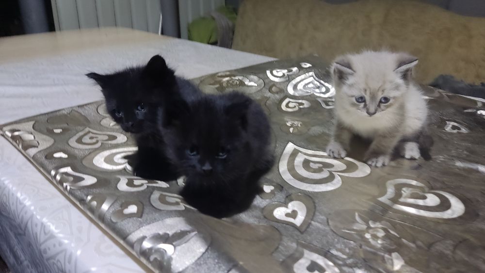продам котят очень крутых невероятных
