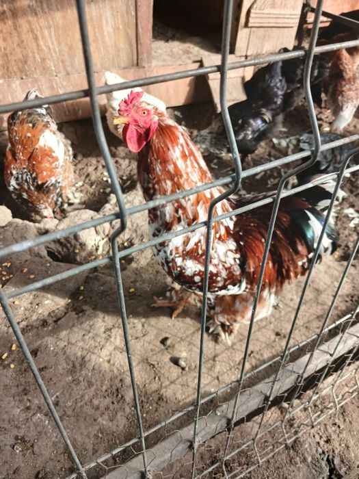 Cocoș  brathma portelan