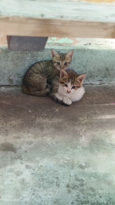 Отдам бесплатно котят в хорошие руки
