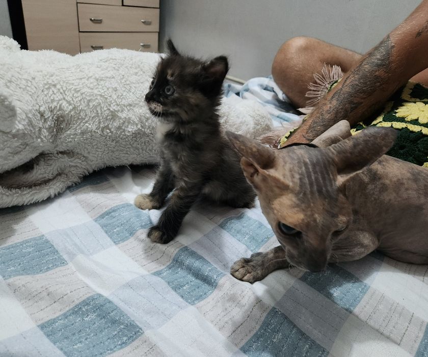 Отдам котёнка бесплатно