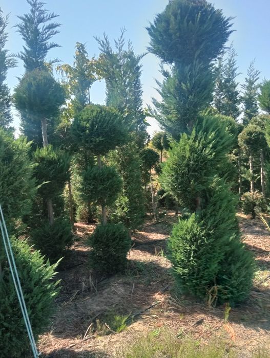 Rilaiding plantat