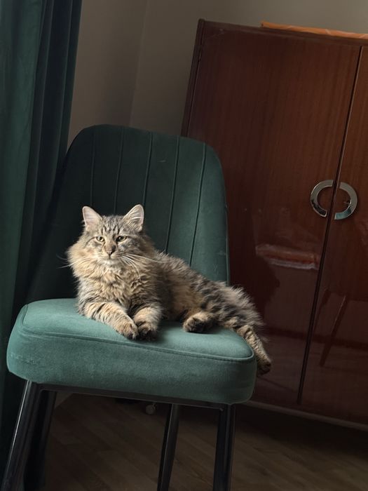Кот красивый большой лев Барсик