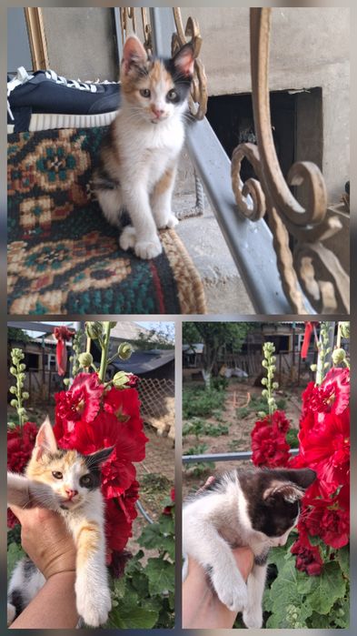 Котята Бесплатно