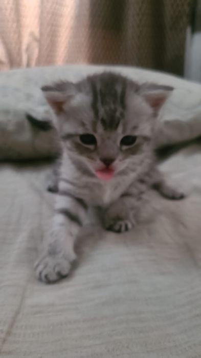 Котенки британские