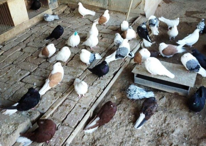 Продаются голуби бабочки. Находимся в Балхаше.