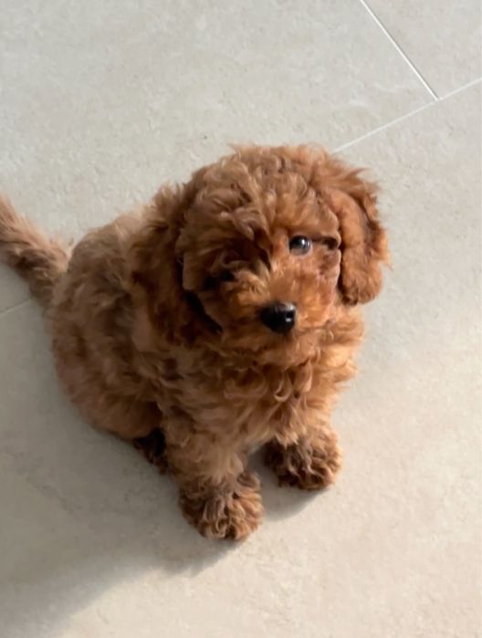 СРОЧНО! Той пудель щенок