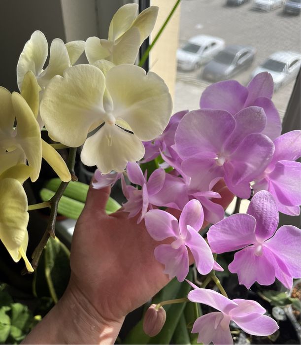 Комнатные растения