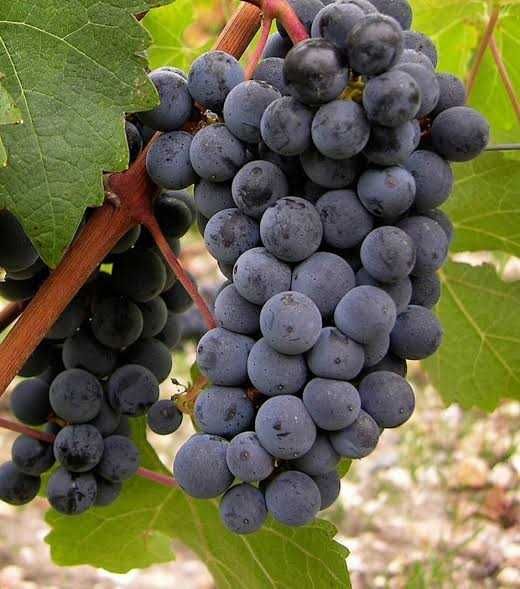 Саженцы винограда