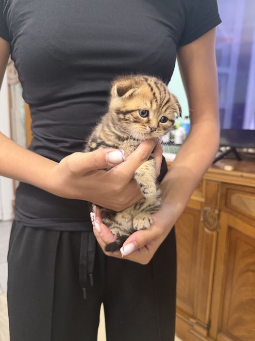 продам шотладских котят