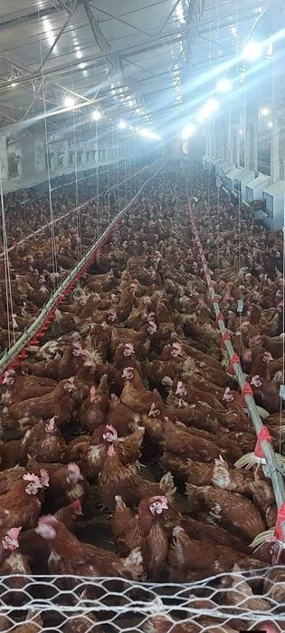 ‼️04-05 -06-februarie 2026 livrăm in județul BV.  SB. CV. MS. HR.   ‼️