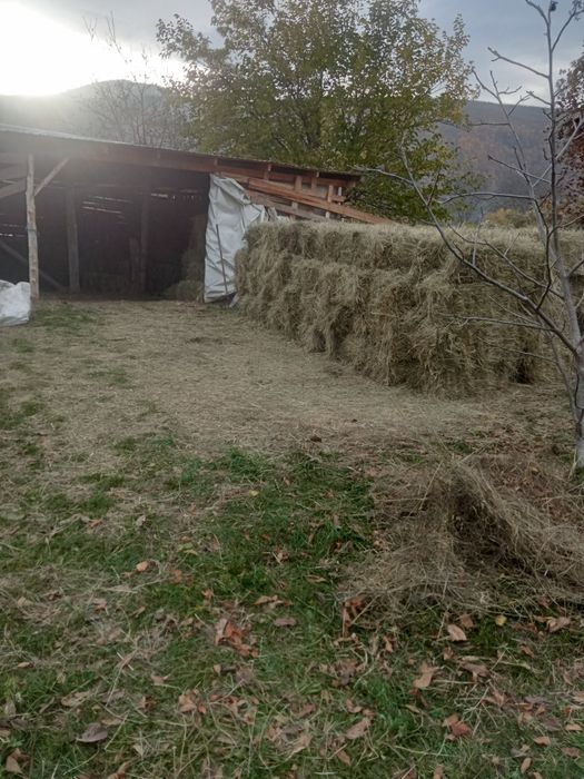 Vând baloți amestec lucernă și fân + otava