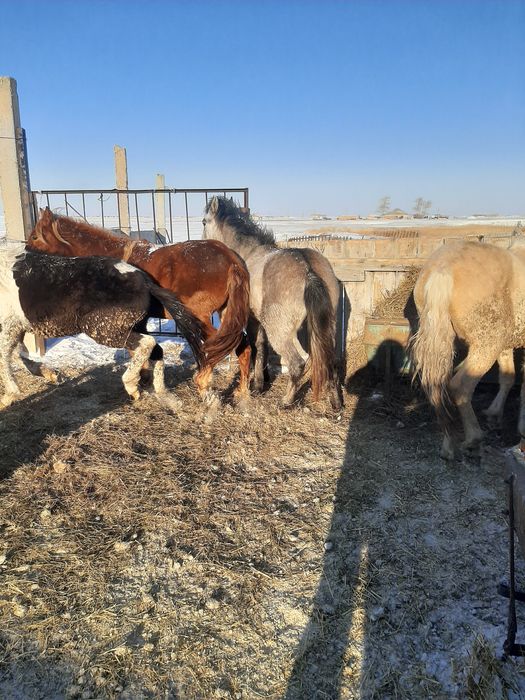 Продаются баиталдар