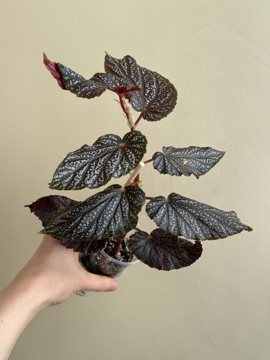 Бегонии, хлорофитум