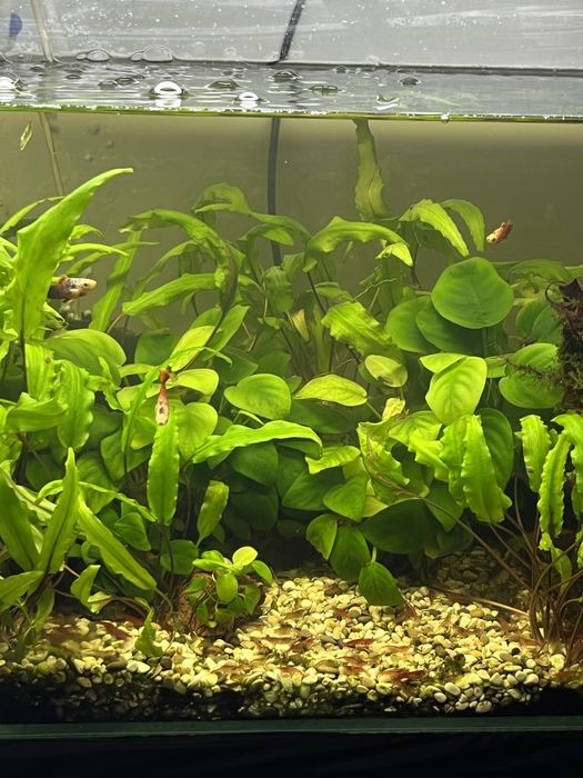 Аквариум 30 л.,40 л.