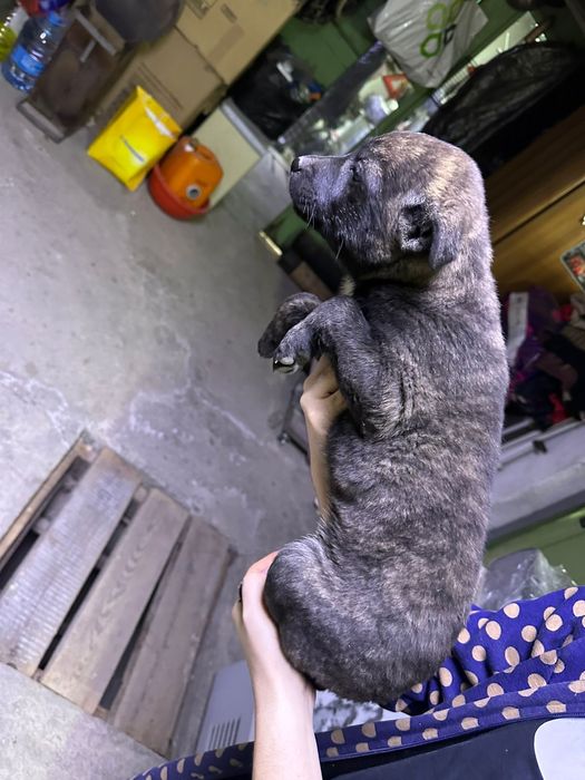 Отдам щенка  хорошие руки