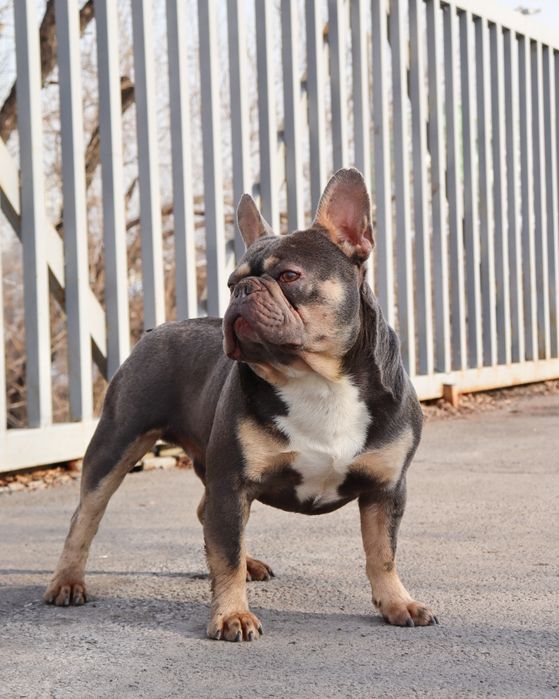 Вязка французский бульдог