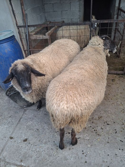 Vând două oi sufolk