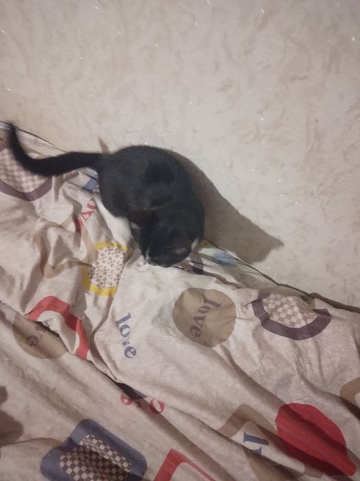 Кошечка 3 с пол месяца.