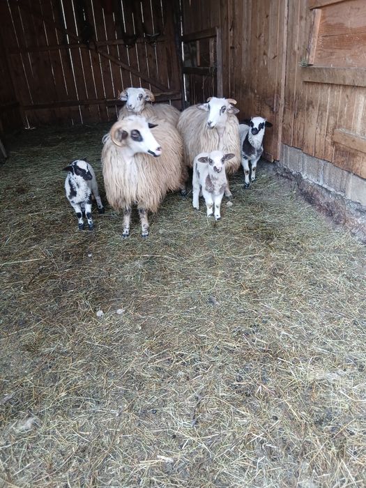 Vând trei oi la prima fătare