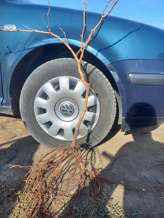 Butasi vita de vie anul 2 și anul 3